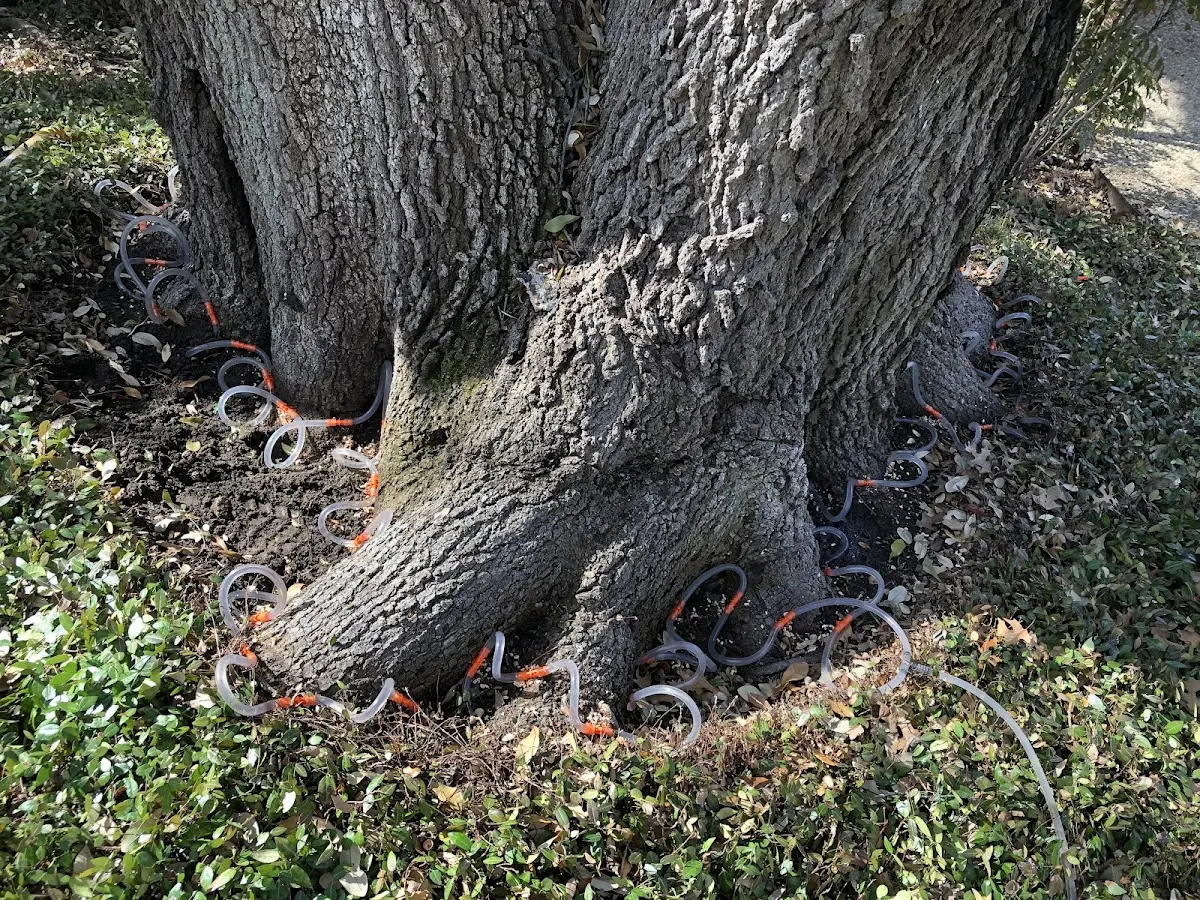 Detailed Tree Cabling and Bracing job site in Dardanelle