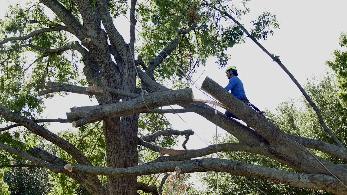 Professional Hazardous Tree Removal performed by certified arborists in Dardanelle